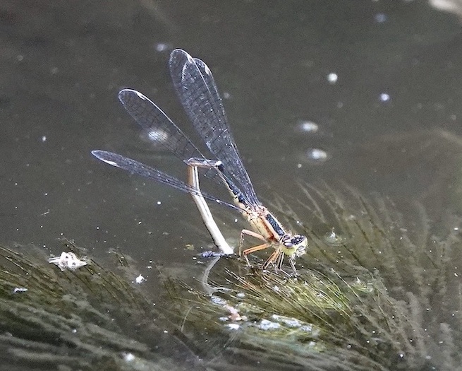 blue-tailed damselfly